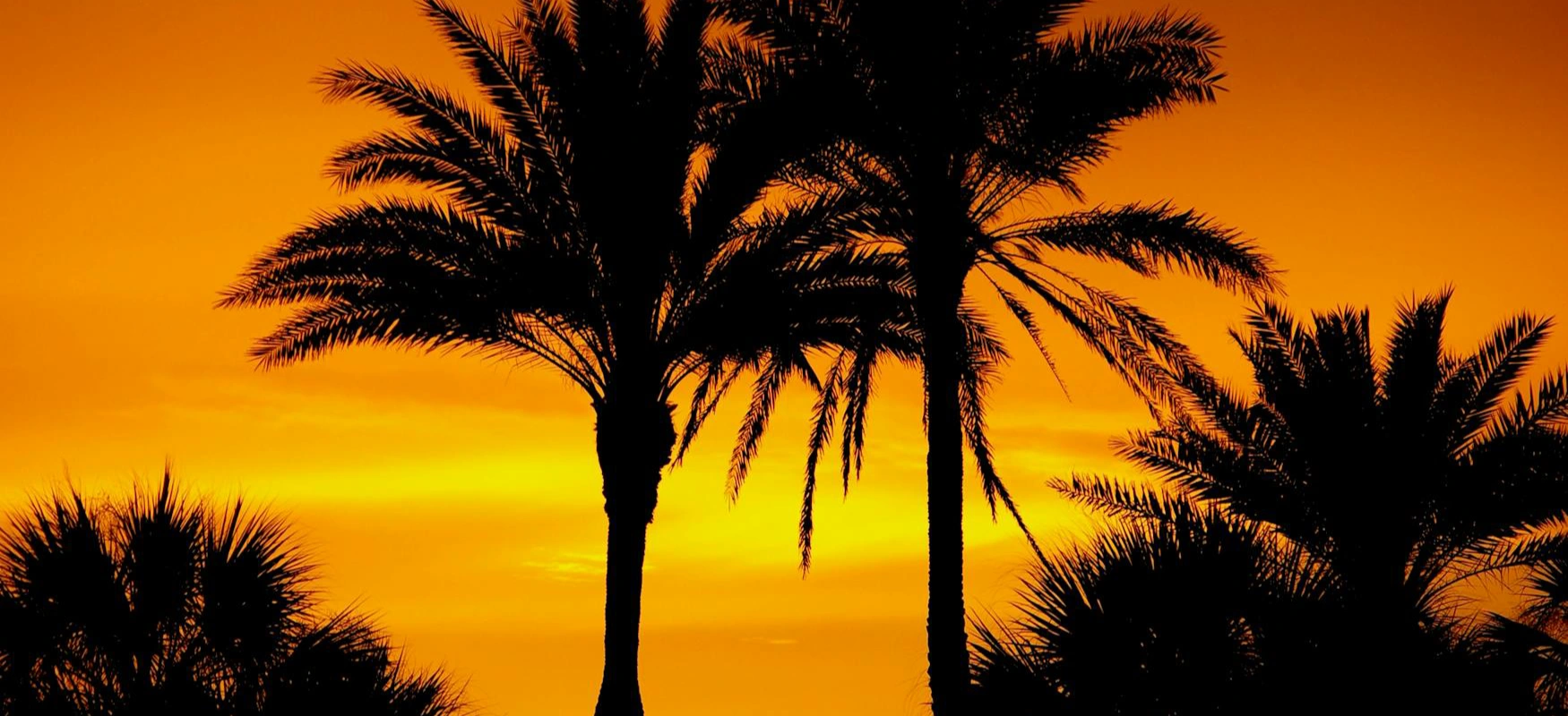Florida Palm Trees At Sunset